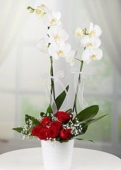 Çift dal beyaz Orkide & Kırmızı güller